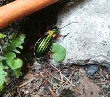 Carabus (Chrysocarabus) auronitens Fabricius 1792 resmi