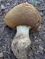 Image de Butyriboletus abieticola (Thiers) D. Arora & J. L. Frank 2014