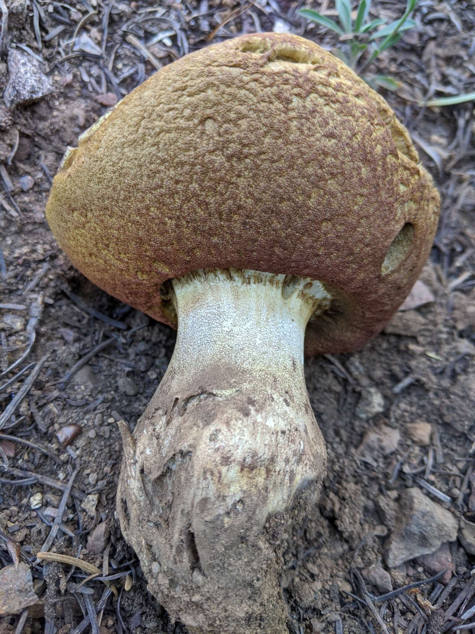 Image of Butyriboletus abieticola (Thiers) D. Arora & J. L. Frank 2014