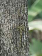 Image of Lichen Anole