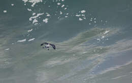 Image of Peruvian Diving Petrel
