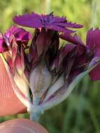 Imagem de Dianthus giganteus Dum.-Urville