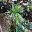 Image of Soldier's crest orchid