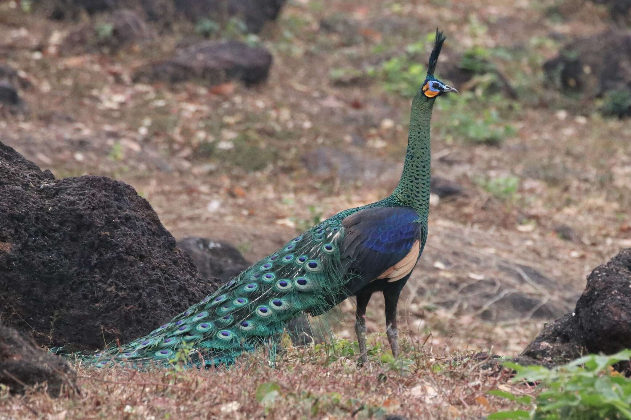 Image of Pavo muticus imperator Delacour 1949