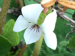 Image of Primrose leaved violet