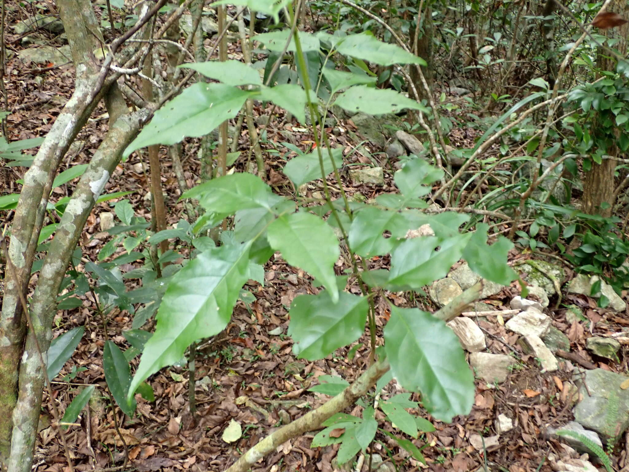 Image of Chinese flowering ash