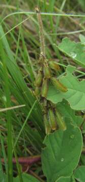 Indigofera astragalina DC.的圖片