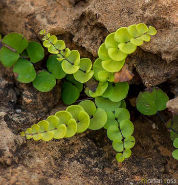 Adiantum balfourii Bak.的圖片