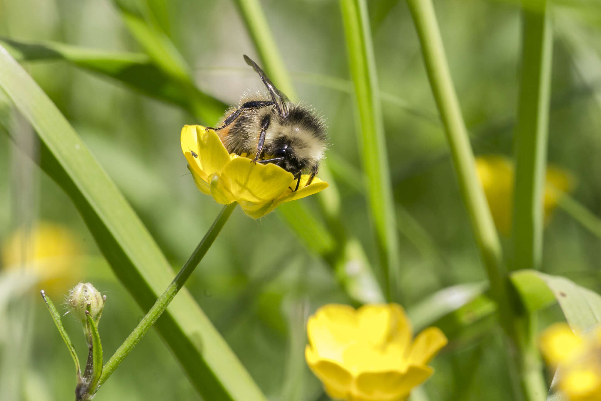 Image of Bombus pyrenaeus Pérez 1879