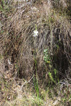 Image of Ixia polystachya var. polystachya