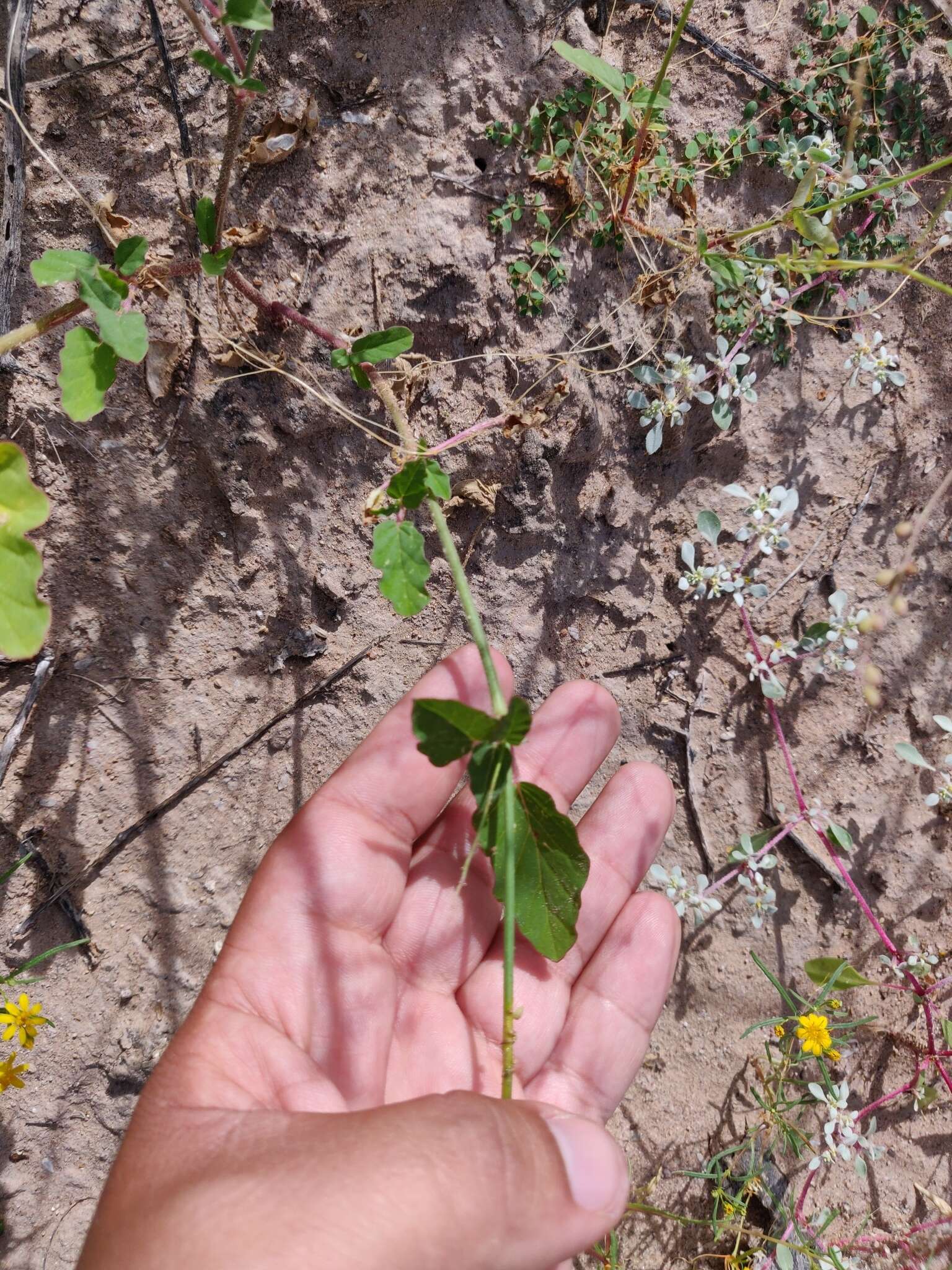 Image de Boerhavia xanti S. Watson