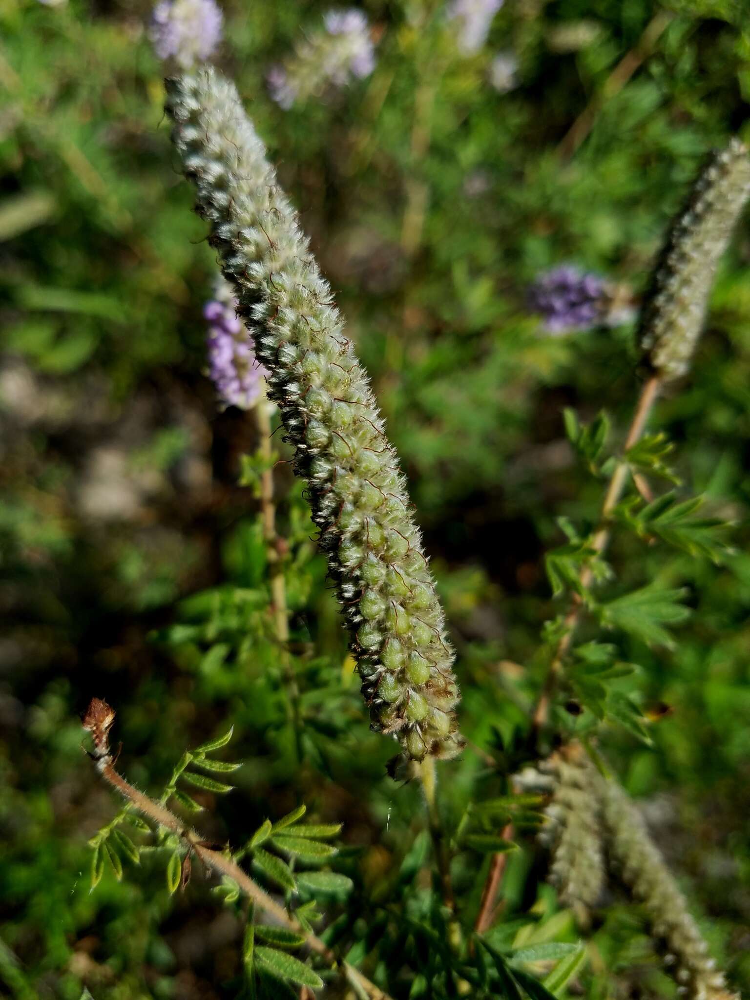 Image of silky prairie clover