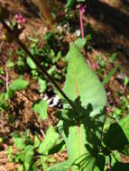 Image of pink honeysuckle