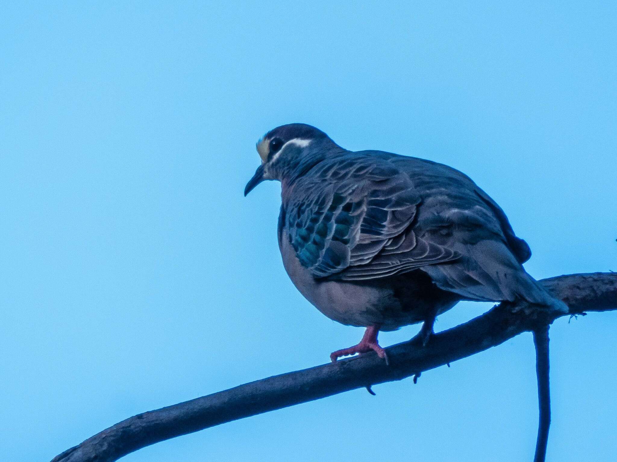 Image of Common Bronzewing