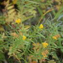 Image of <i>Euthamia <i>graminifolia</i></i> var. graminifolia