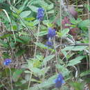 Image of Salvia stachyoides Kunth