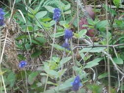 Image de Salvia stachyoides Kunth