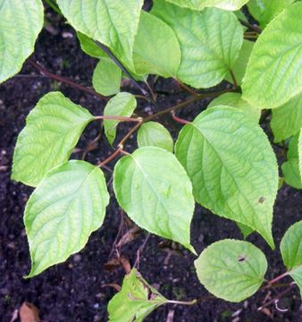 Image of silver vine