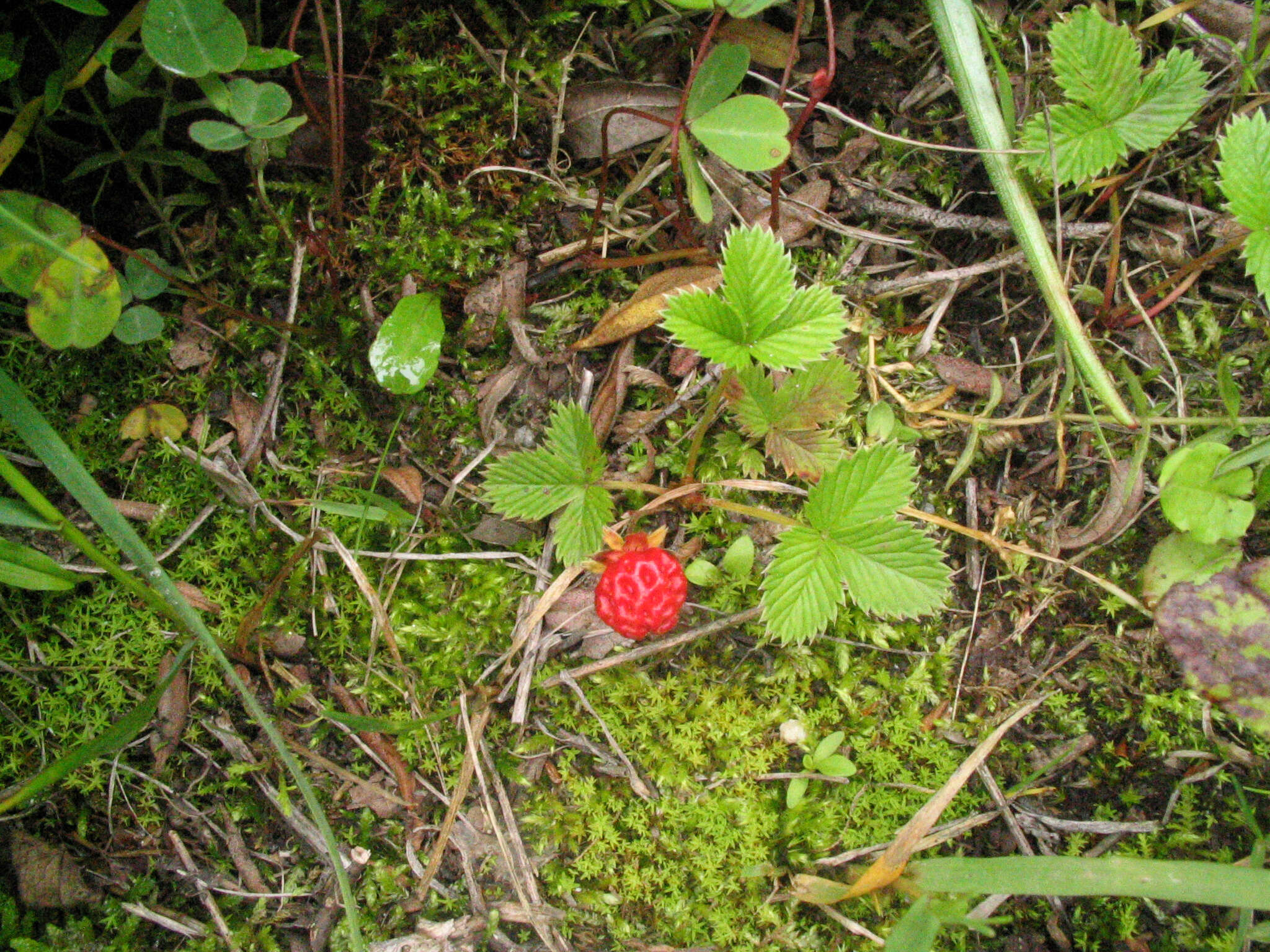 Image of Fragaria nubicola Lindl.