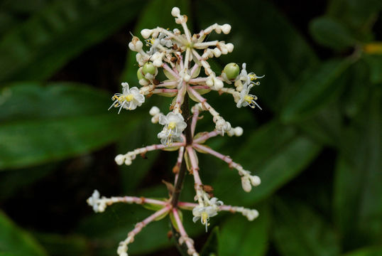 Image of <i>Pollia japonica</i> Thunb.