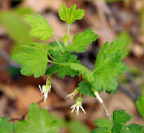 Image of Missouri gooseberry