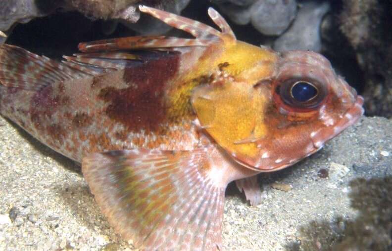 Image of Gulf gurnard perch