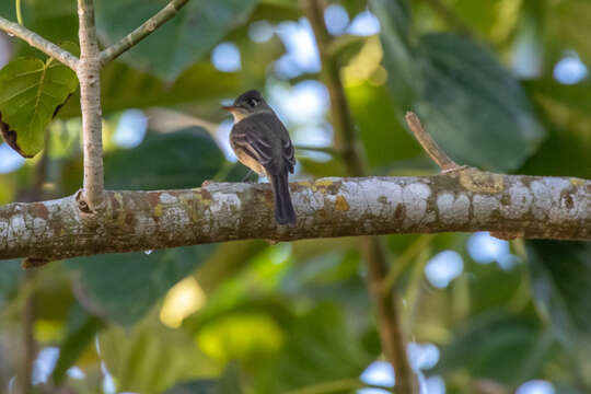 Image of Cuban Pewee