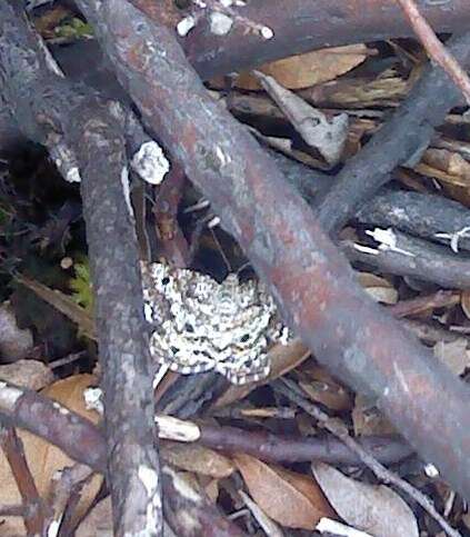 Image of Powder Moths