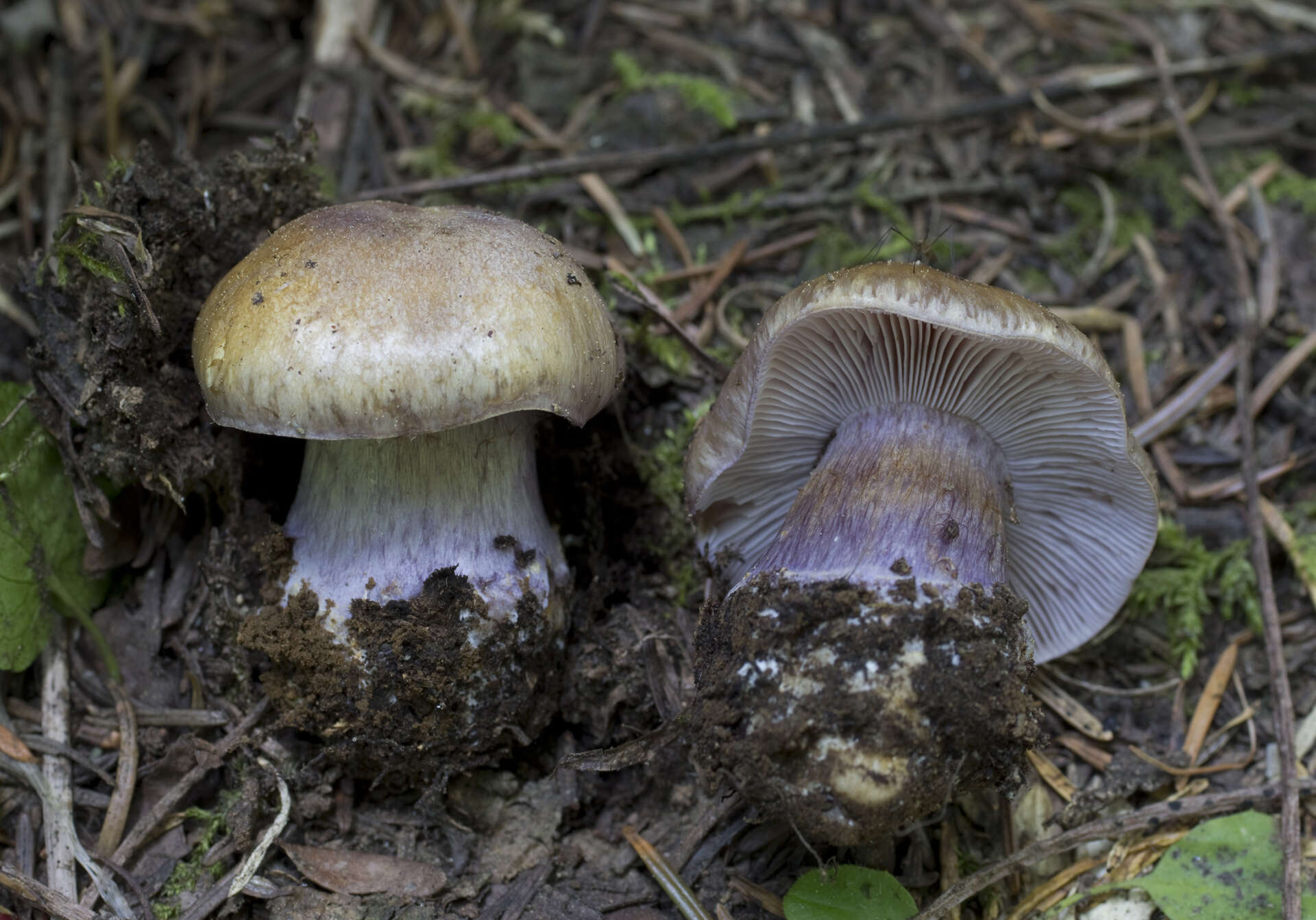 Image of Cortinarius subolivascens A. H. Sm. 1944