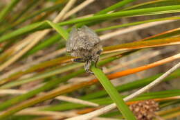 Image of Maoricicada mangu multicostata Dugdale & Fleming 1978