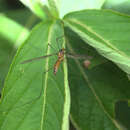 Leptotarsus (Macromastix) igniceps (Alexander 1928) resmi