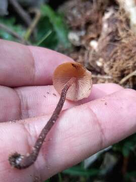 Image de Psilocybe yungensis Singer & A. H. Sm. 1958