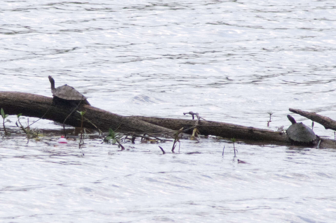 Image of Sabine map turtle