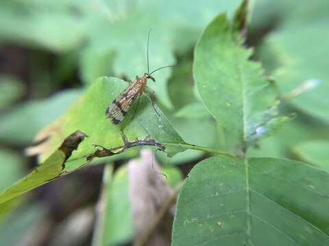 Image of Panorpa debilis Westwood 1846