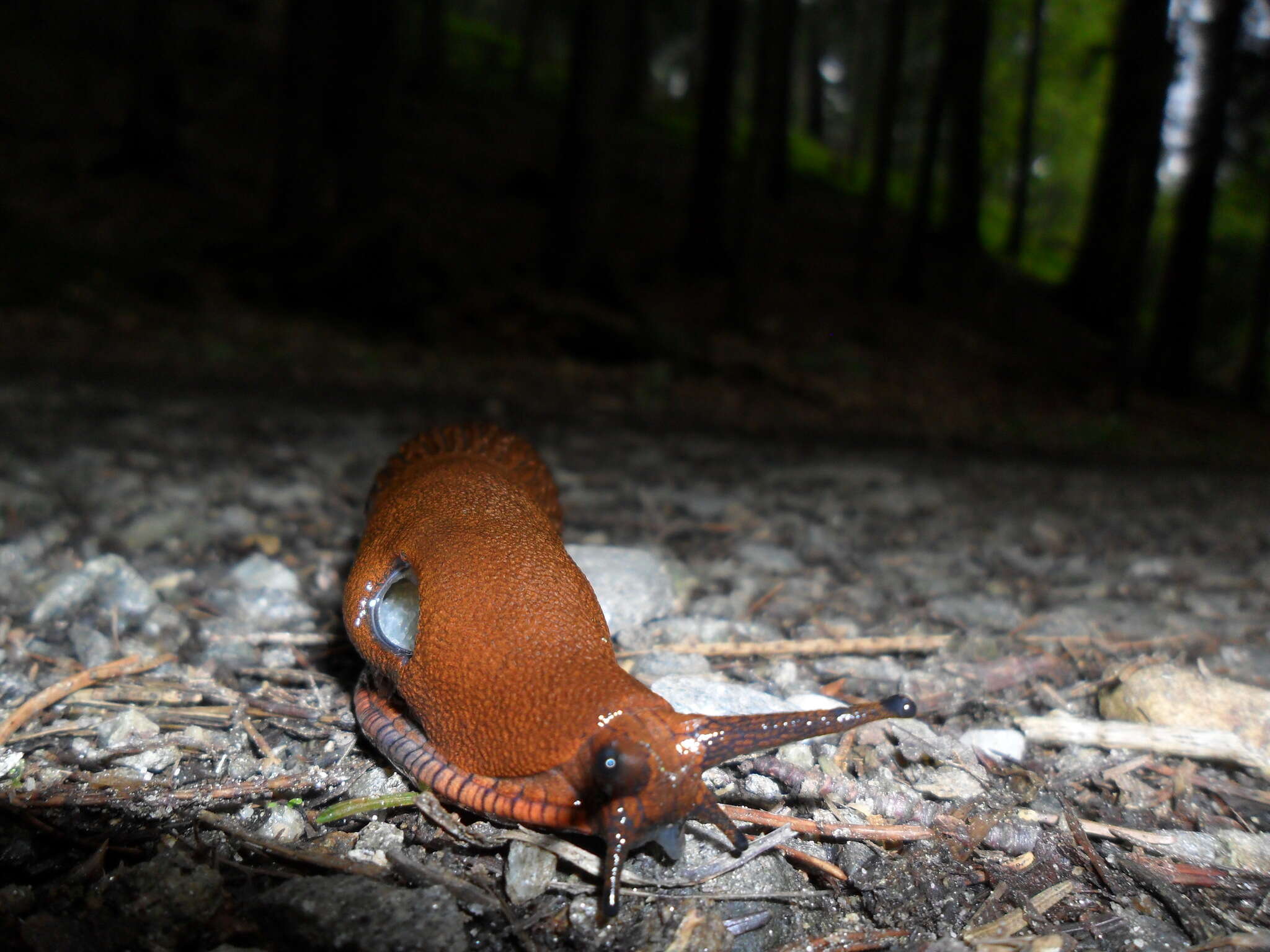 Image of Spanish slug