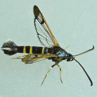Image of Rhododendron Borer Moth