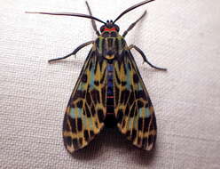 صورة Heliura marica Cramer 1775