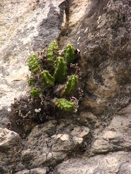 Image of Echinocereus pentalophus subsp. pentalophus