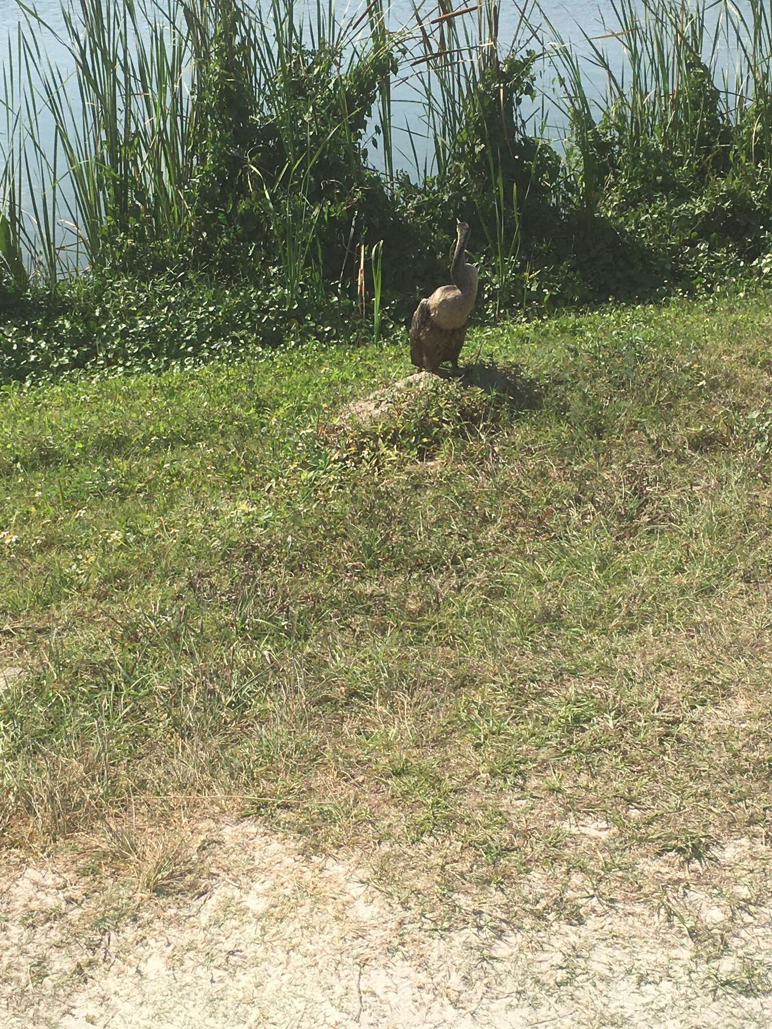 Image de Anhinga anhinga leucogaster (Vieillot 1816)