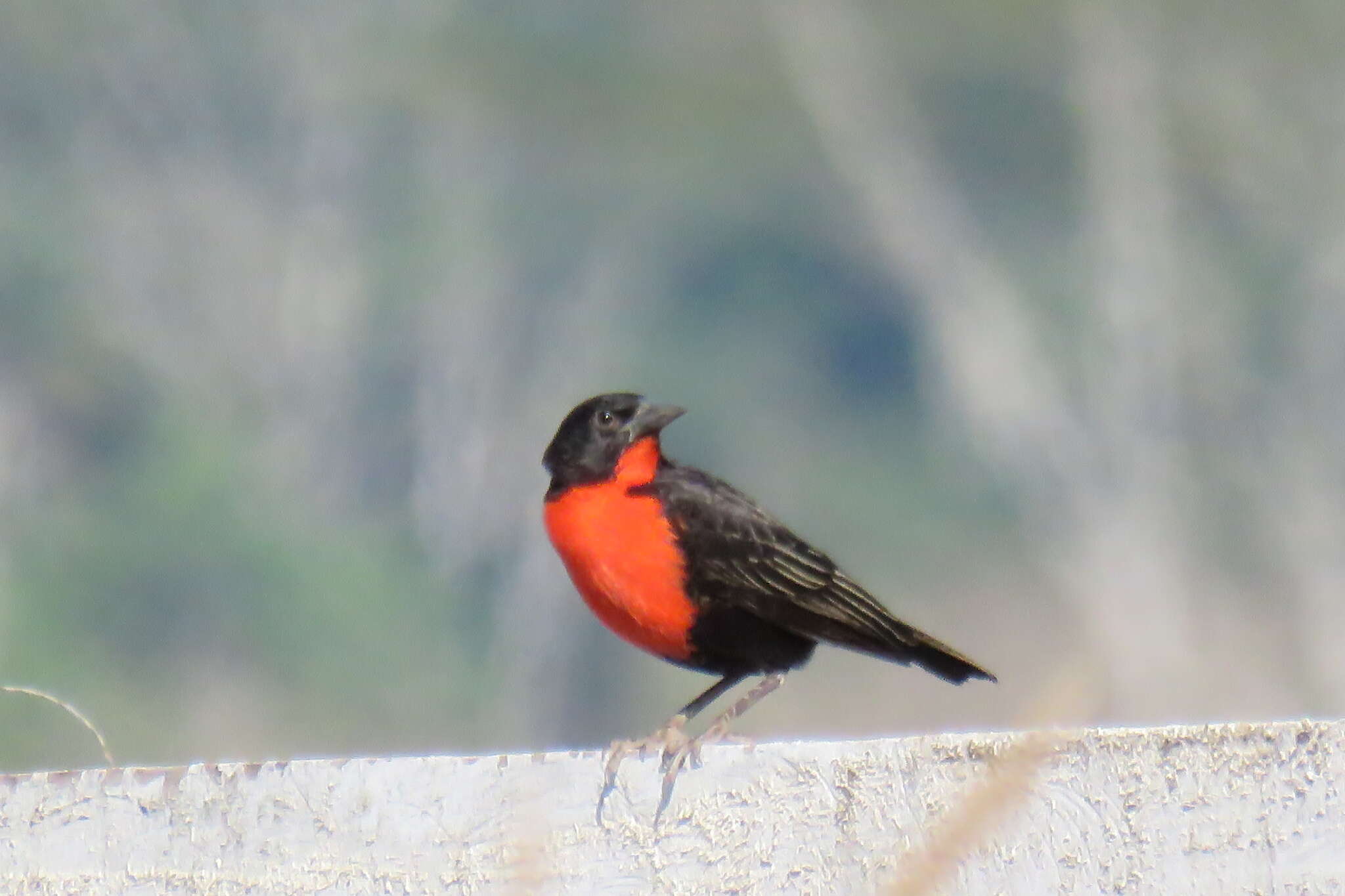 Image of Red-breasted Blackbird