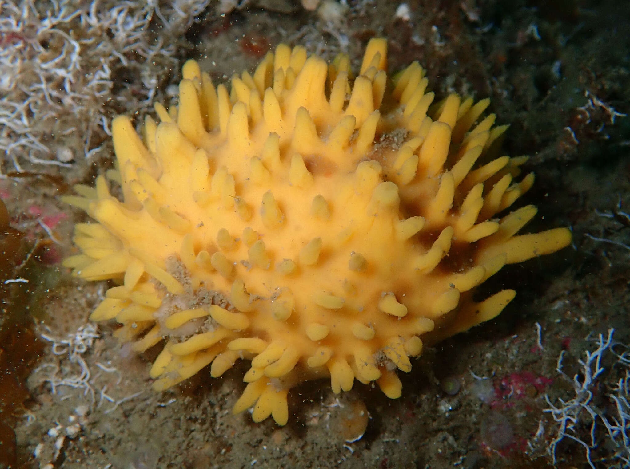 Image of massive horny sponge