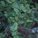 Image of dwarf oak