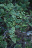 Imagem de Quercus intricata Trel.