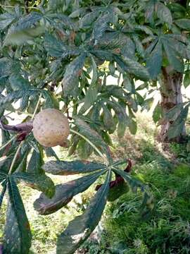 Image of red horse-chestnut