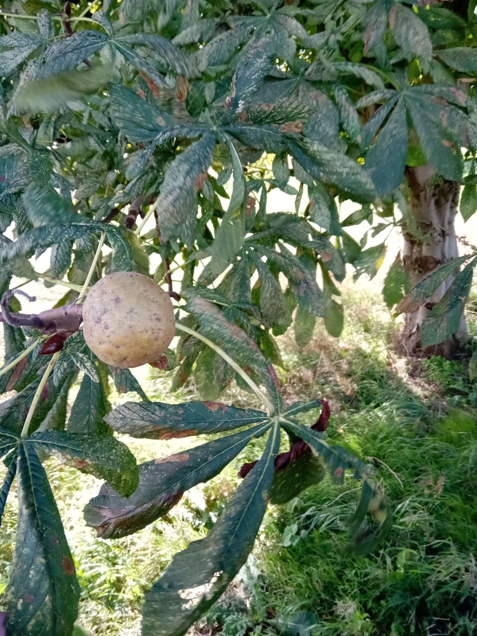 Imagem de Aesculus carnea Hayne