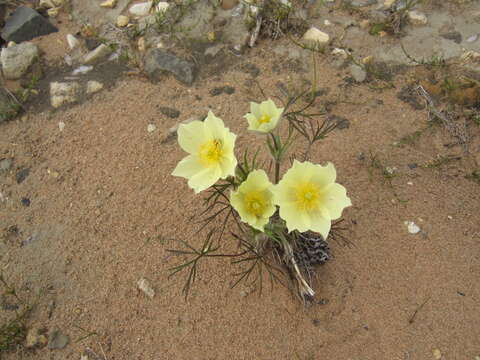 Image of Pulsatilla patens subsp. angustifolia (Turcz.) Grey-Wilson