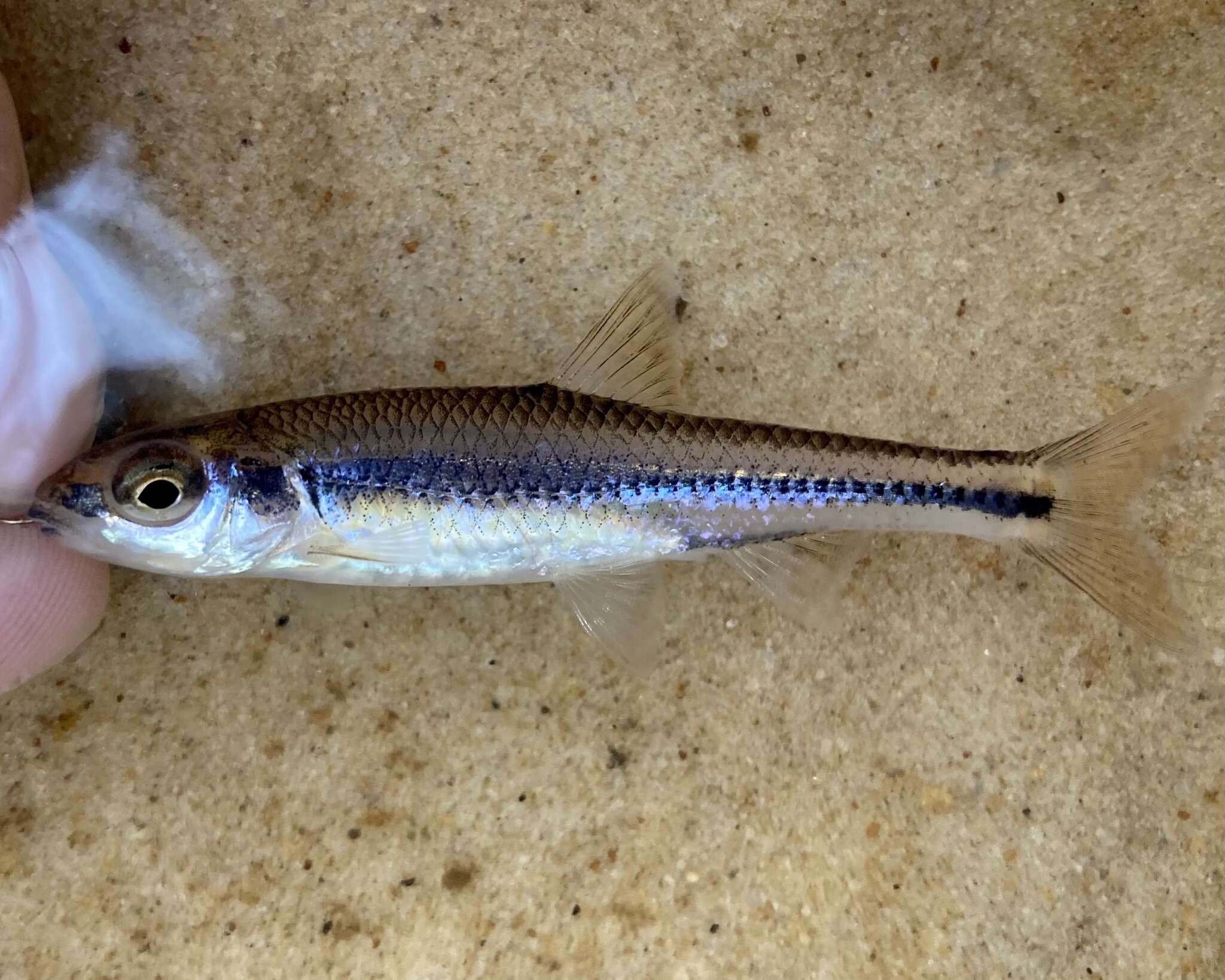 Imagem de Notropis texanus (Girard 1856)