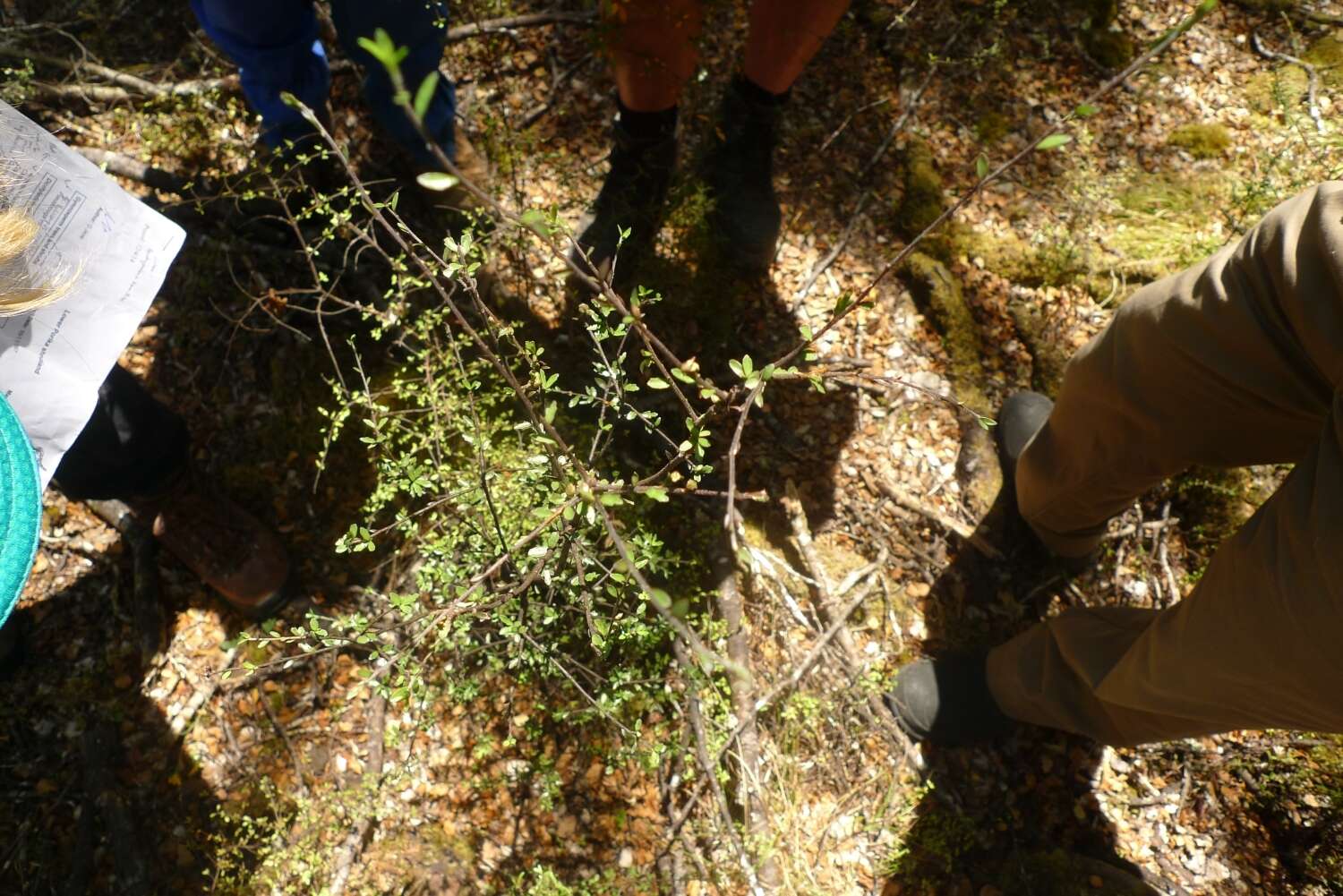 Image of Pittosporum divaricatum Cockayne