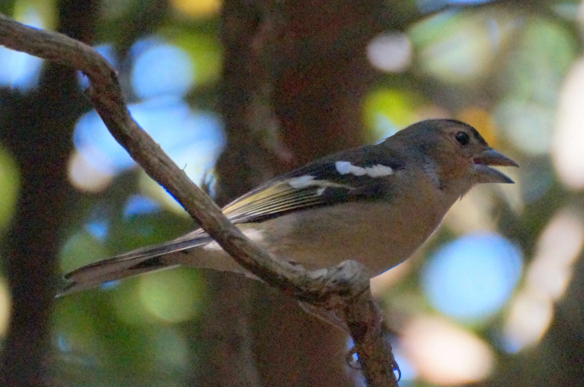 Image of Fringilla coelebs canariensis Vieillot 1817