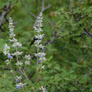 Salvia boegei Ramamoorthy resmi